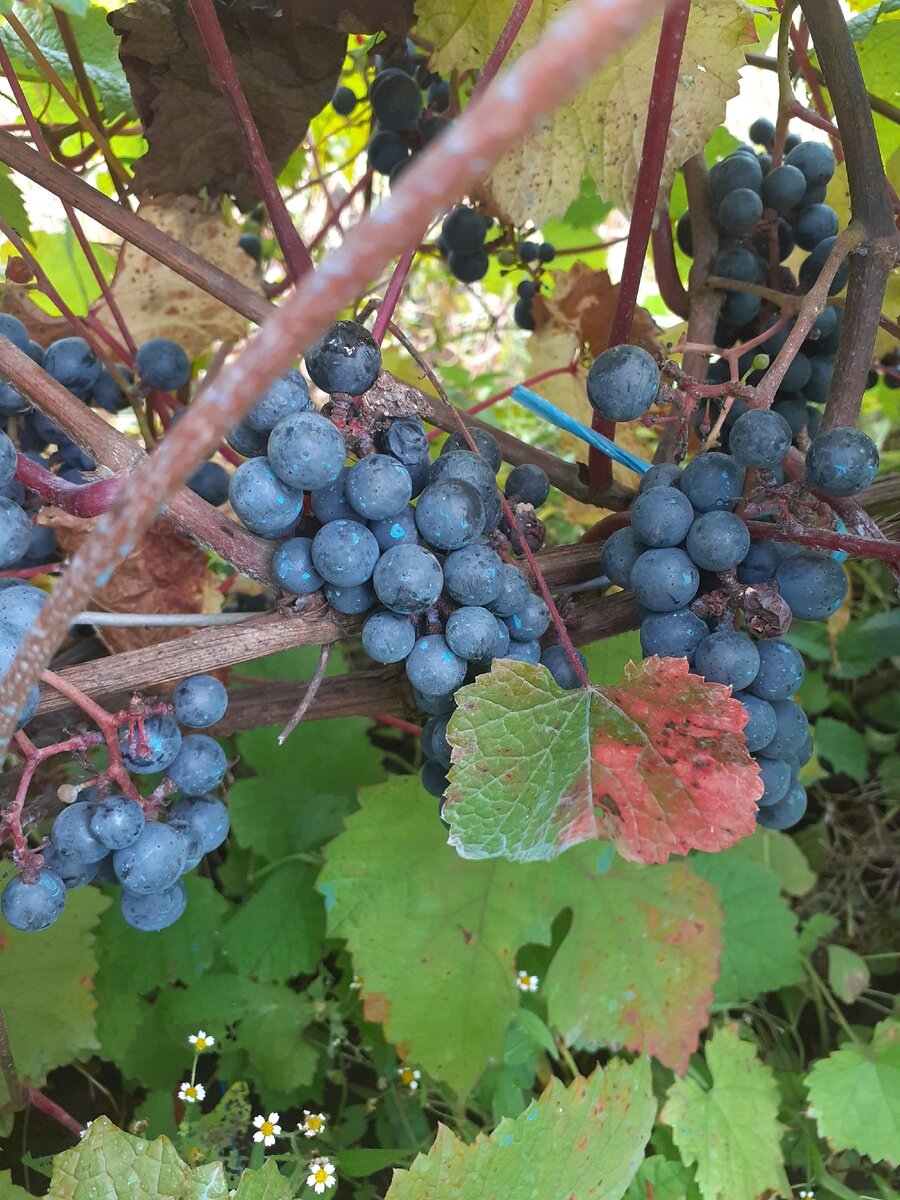 Дикий амурский виноград на дачном участке.