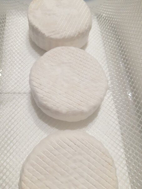 Камамбер на созревании.