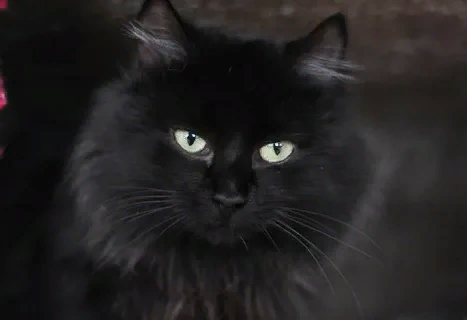 картинка из интернета