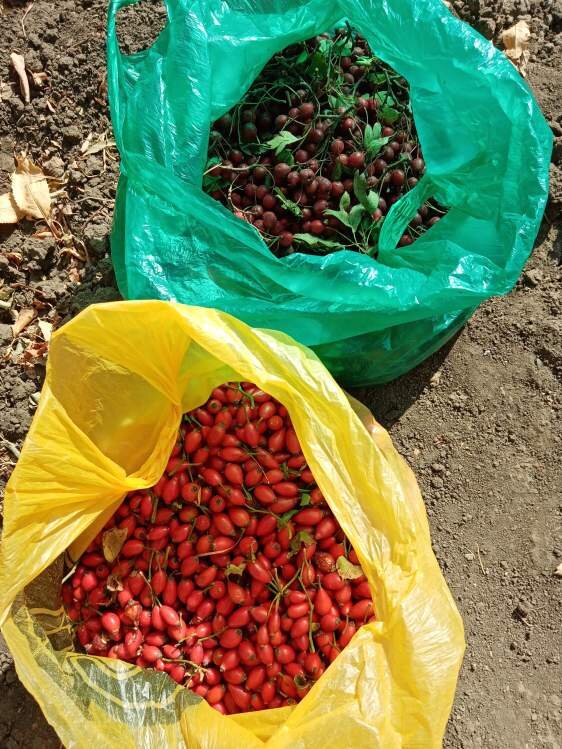 Собственное фото автора. Шиповник и боярышник собраны на природе 