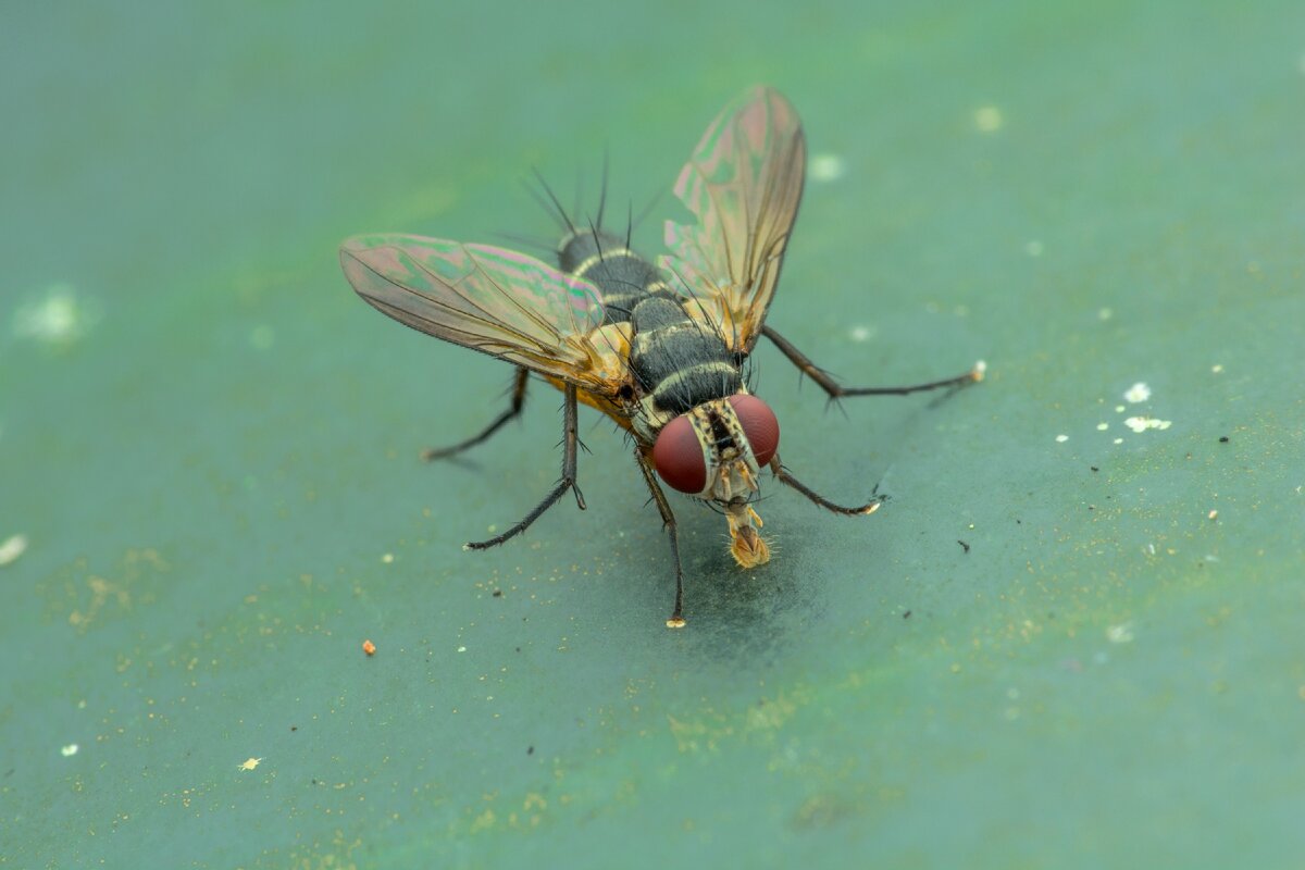 Сонник мухи много. Musca domestica комнатная Муха. Муха спит. Мухи во сне. Комнатная Муха препарат.