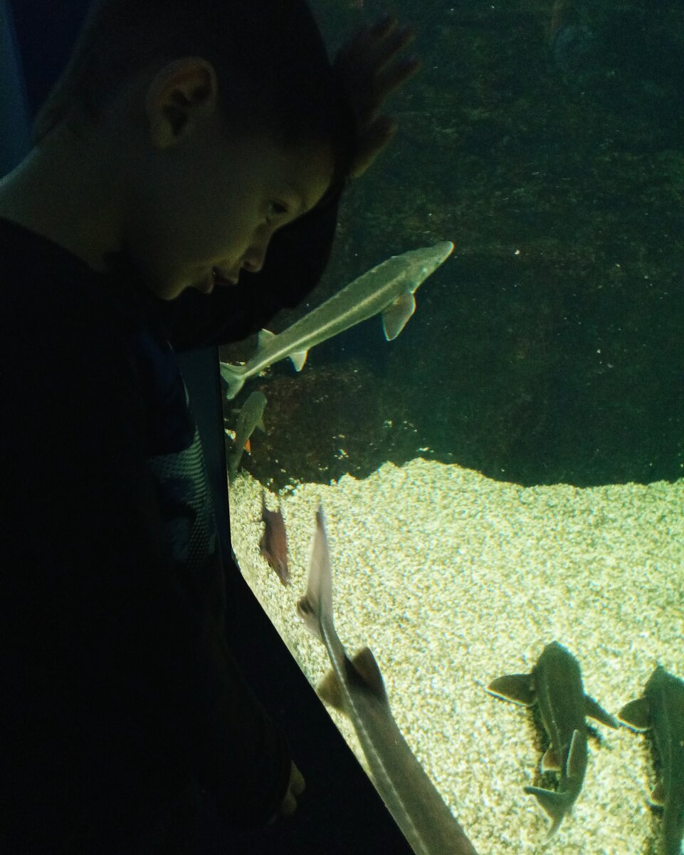 уже дорос, чтобы внимательно изучать