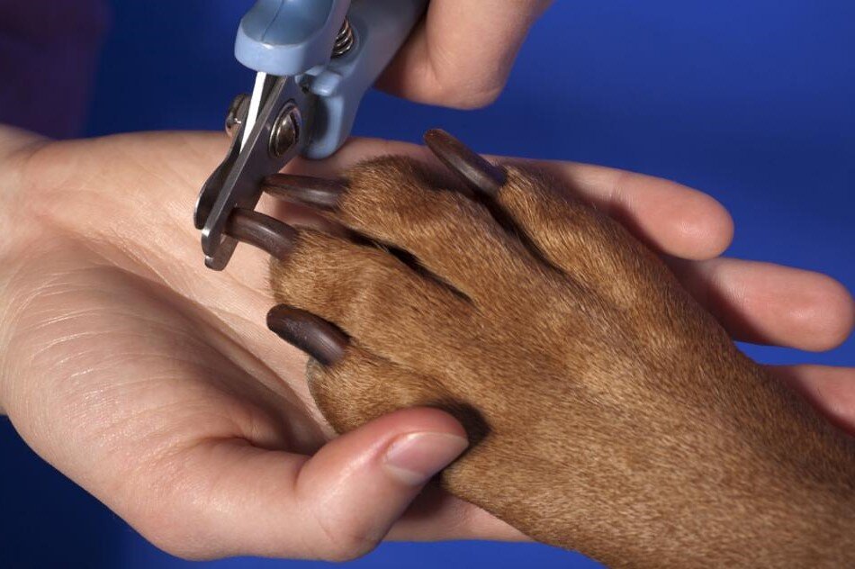 Стрижка когтей для большинства владельцев собак – это огромная проблема, хотя встречаются песики, которые спокойно переносят эту процедуру.