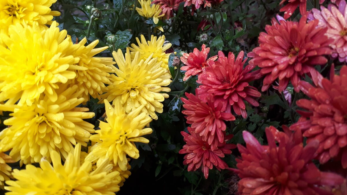 красивые хризантемы