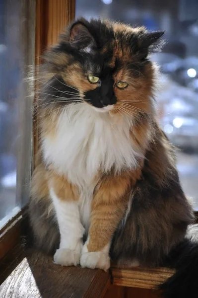 источник фото Яндекс Диск