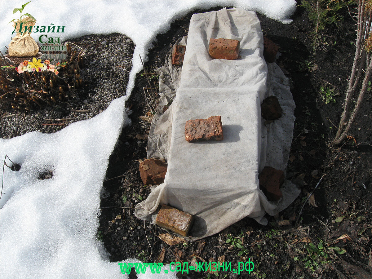 Каждую осень укрывала гортензию на зиму.