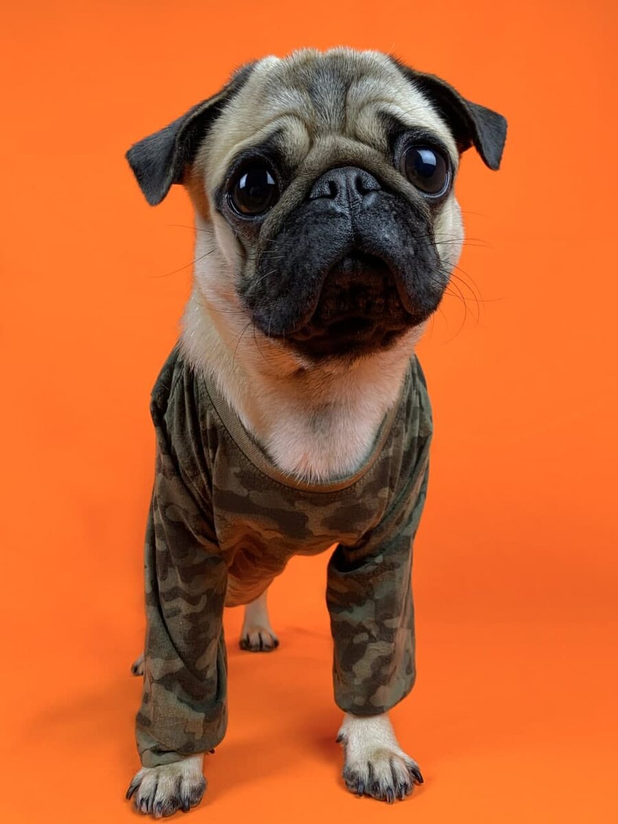 Instagram: @valet_pug