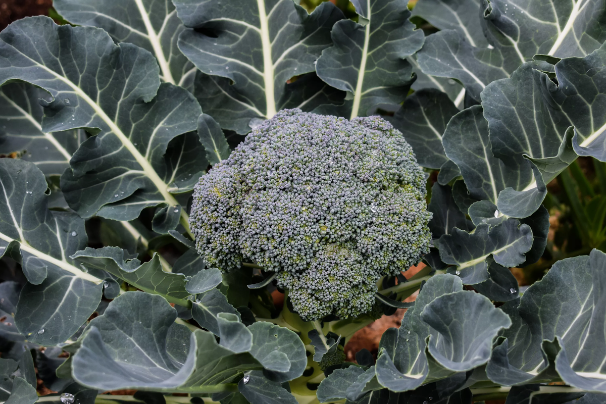 Капуста брокколи. Brassica oleracea сорта. Капуста брокколи Корато. Крестоцветные брокколи. Брокколи на даче в открытом грунте