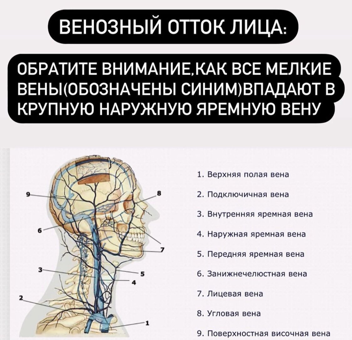 артерии и вены лица