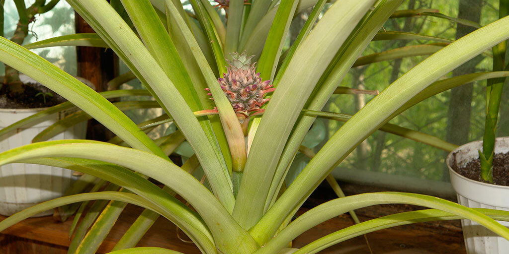 Плод ананаса завязался и потихоньку созревает в моем зимнем саду в Симферополе