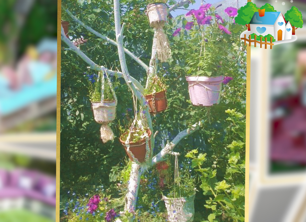 Можно посадить герань в кашпо и таким образом украсить дерево