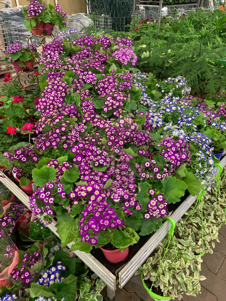 Иногда хочется скупить весь магазин ;)