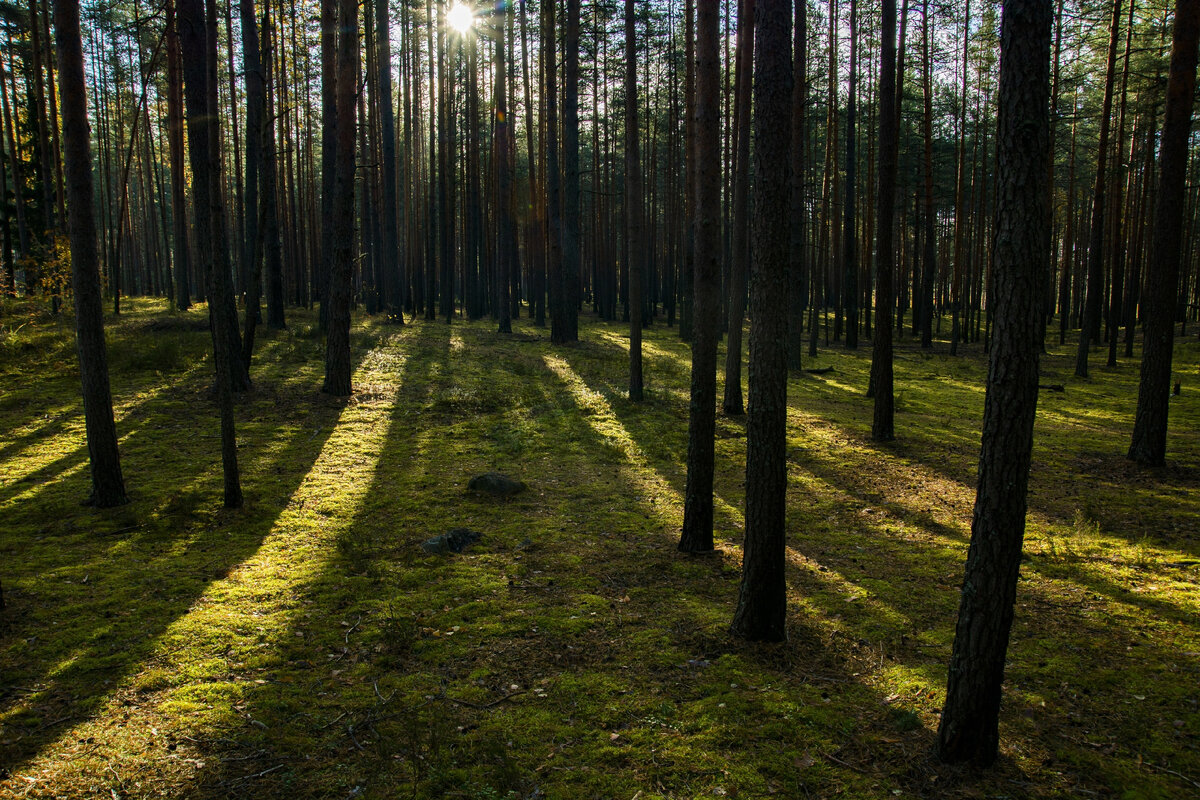 Картинка для привлечения внимания