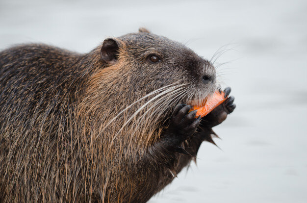 Фото: https://www.freepik.com/free-photo/beaver-eating-with-blurred-water_8857990.htm#page=1&query=beaver&position=1