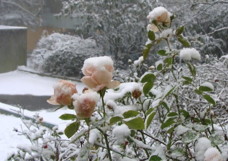 Фото из открытого источника Яндекс 