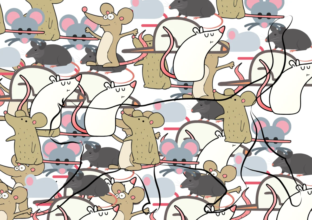 Злая полосатая кошка. Объявление о пропаже кошки. Котик спокойствие. Найди среди котов. Шотландская лесная кошка метис.