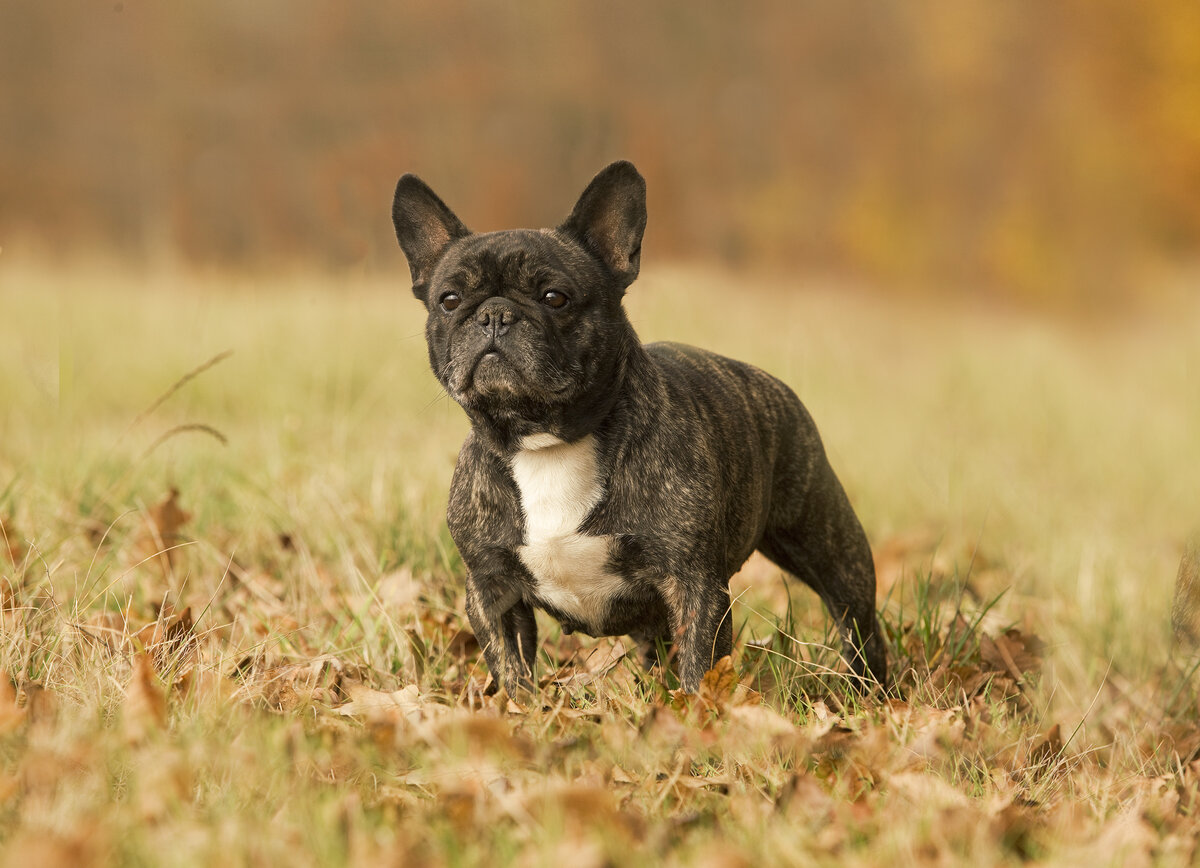 Фотка из интернета, это, конечно не тот бульдог. Но окрас тот же. Ну и уши были покусаны сильно, прям порваны.