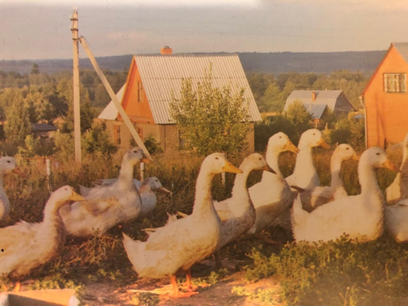 Пекинская утка из нашего  птичьего двора