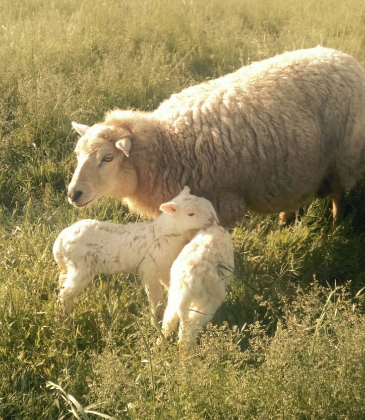 Фото из интернета