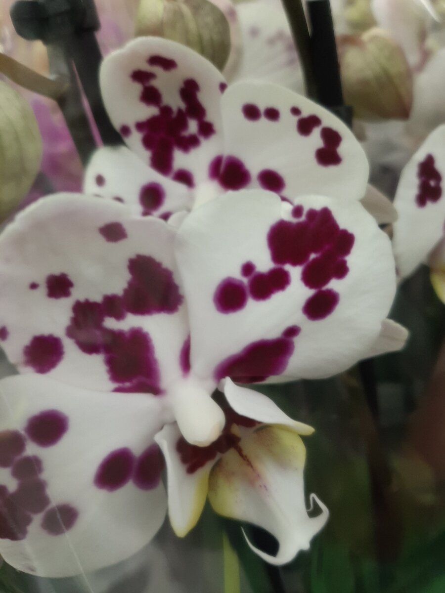 С подкормкой орхидеи нужно быть очень осторожным, она плохо переносит перепады температуры, влаги, даже перестановку на другой подоконник. 