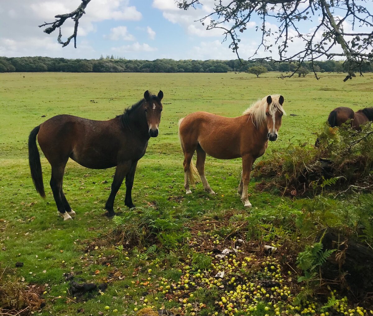 New forest. Английский соповедние. Заповедник на английском.