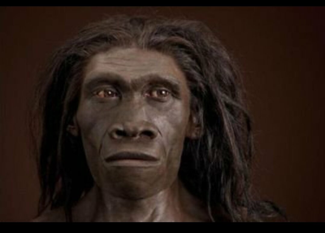 Homoerectus - человек прямоходящий.