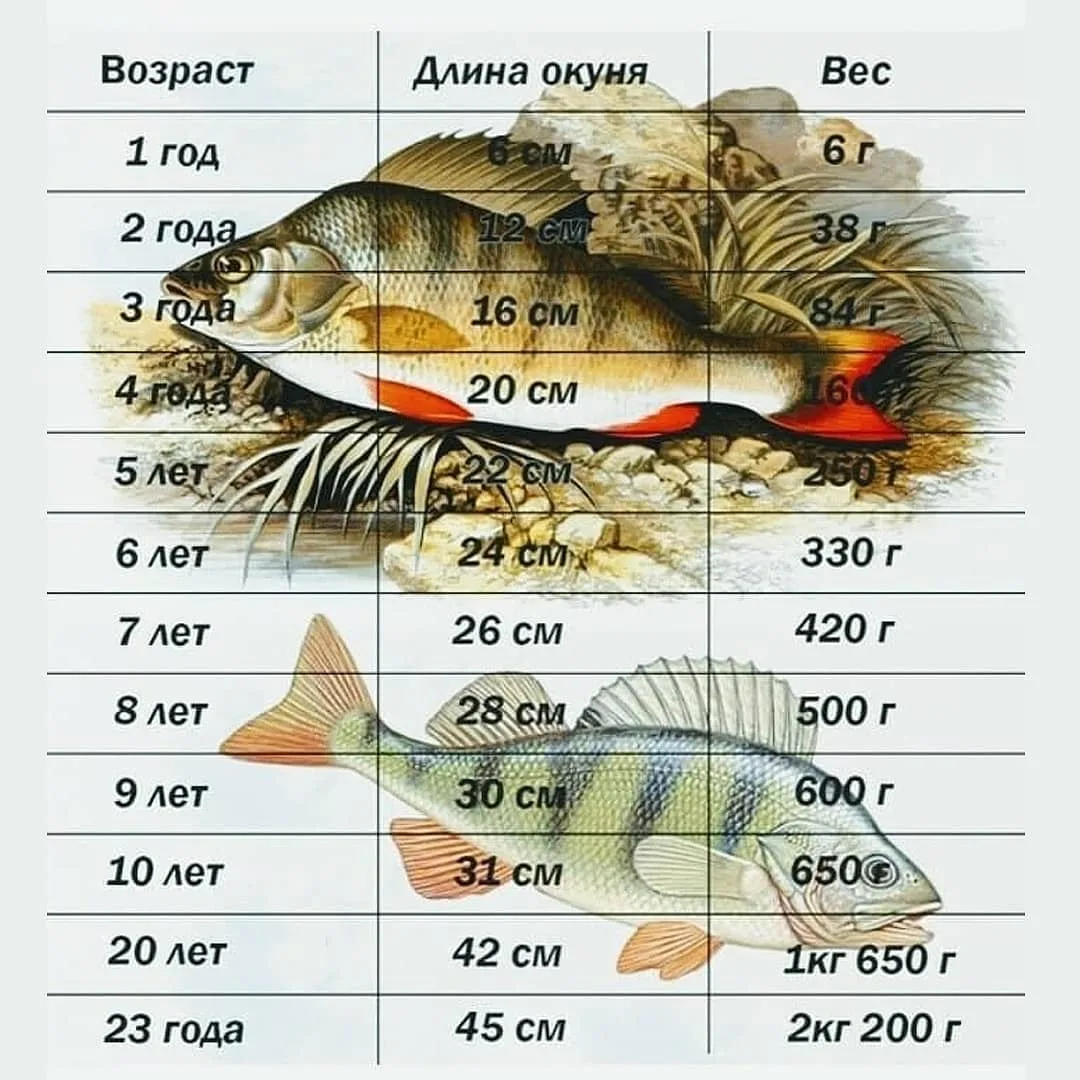 Размеры рыб на озере. Вес окуня по размеру. Размер и Возраст окуня. Окунь Размеры. Размер окуня по годам.