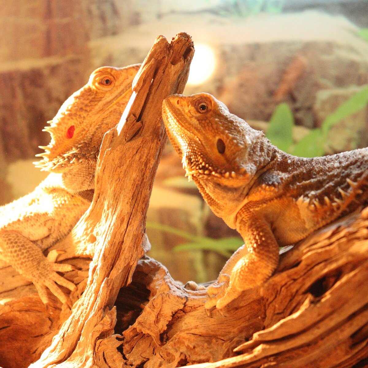 Мои бородатые агамы. Гамыч и Рыжулька. Личное фото.