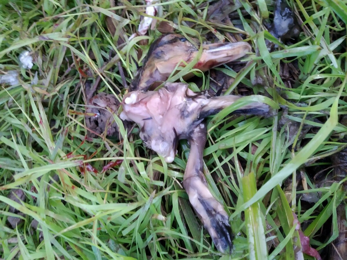 Голова, лапки и часть туловища