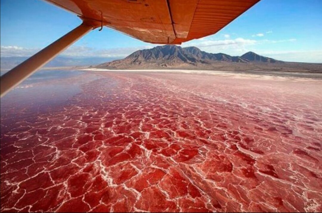 Натрон. Натрон Танзания. Красное озеро в Танзании. Озеро Натрон (Lake Natron), Танзания. Красное озеро Натрон.