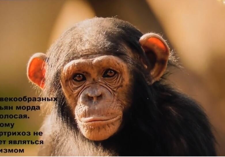 У человекообразных обезьян морда безволосая. Поэтому гипертрихоз не может являться атавизмом - утверждает Александр Белов.