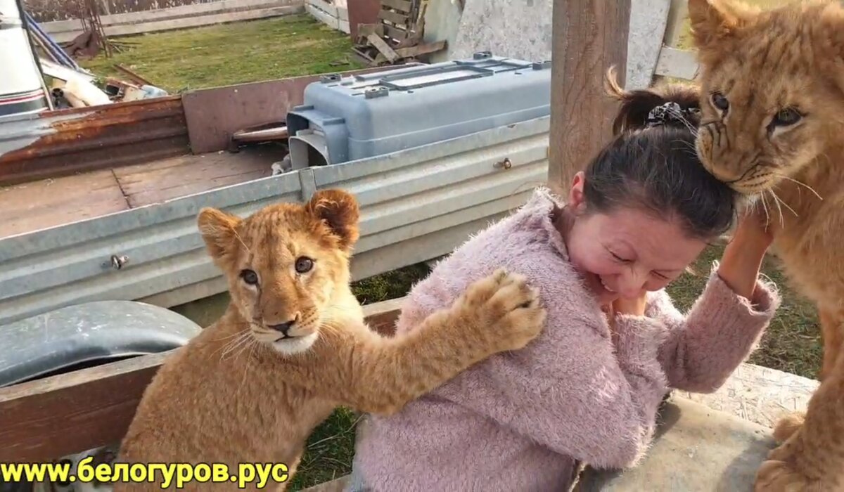 Львиный завтрак