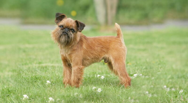 Грифон брюссельский