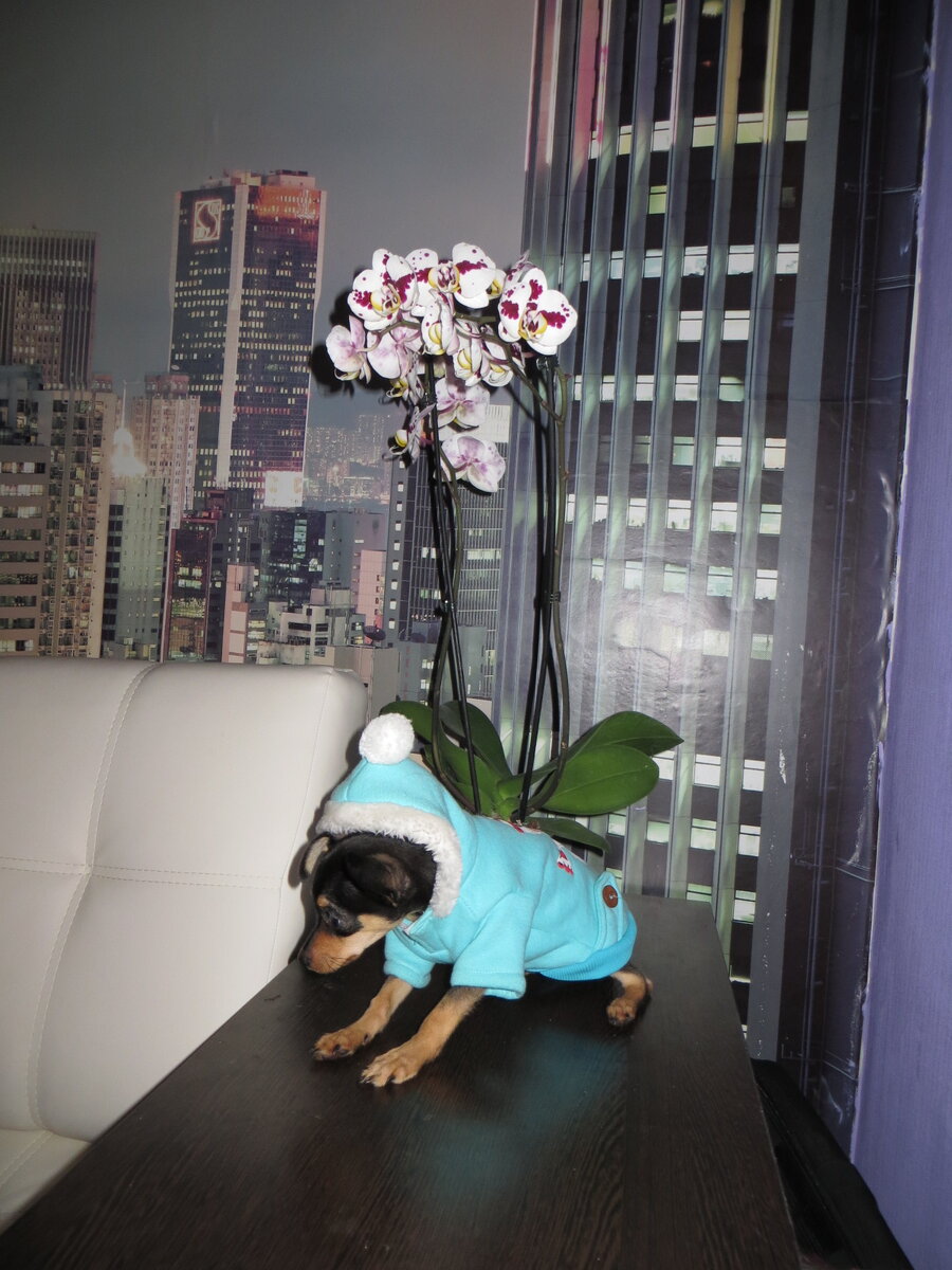 Собака, фото автора