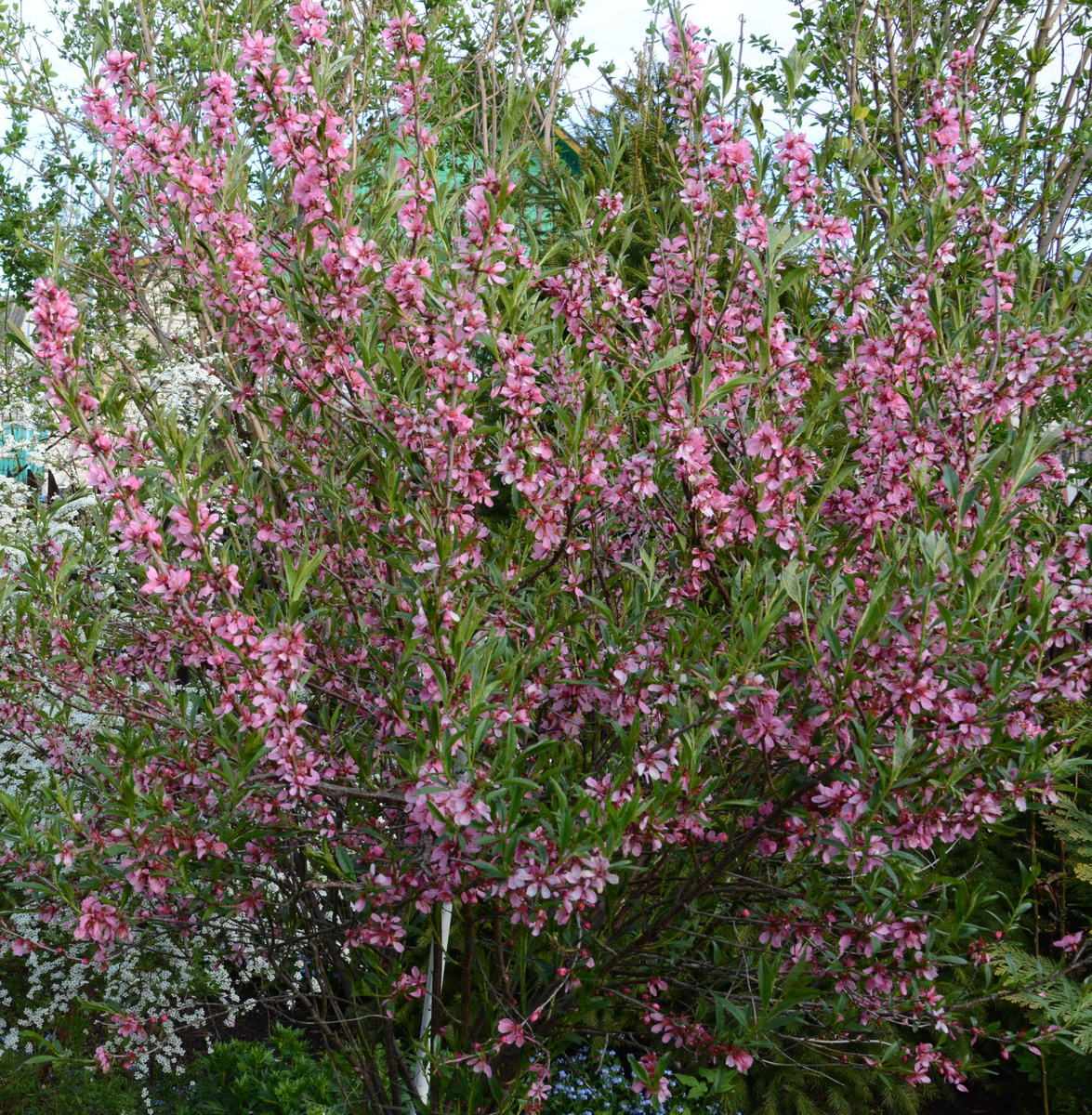 Куст миндаля, миндаль