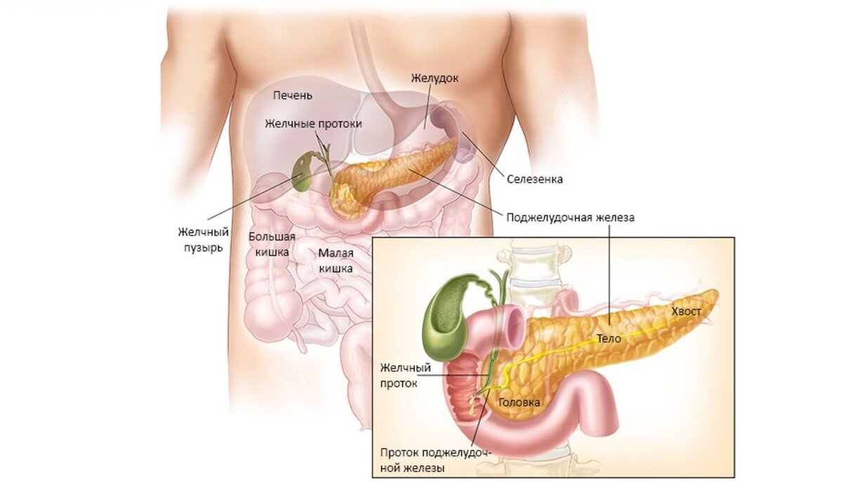 Работа поджелудочной железы у детей | Дарья Яценко | Дзен