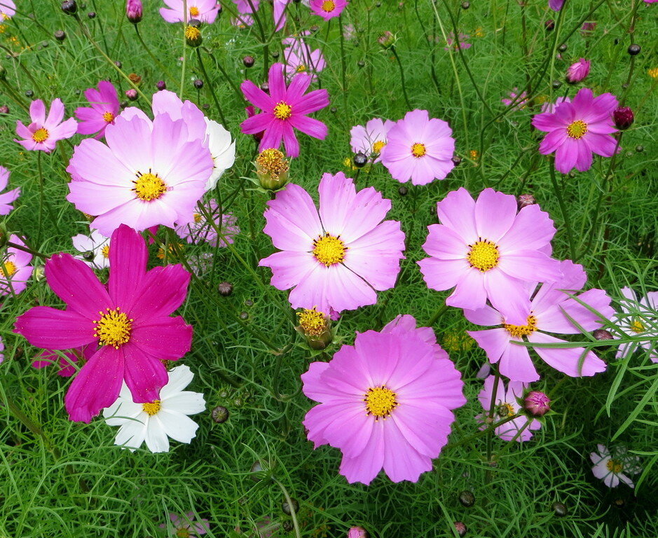 Та самая космея, что росла в детском садике. Правда, мне больше всего запомнилась оранжевого цвета.