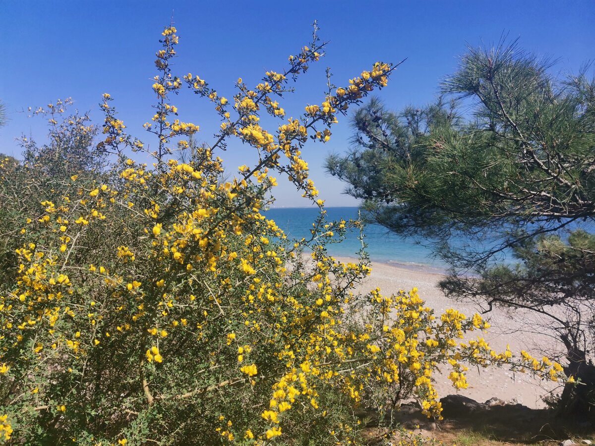 уже цветут цветы в Анталии