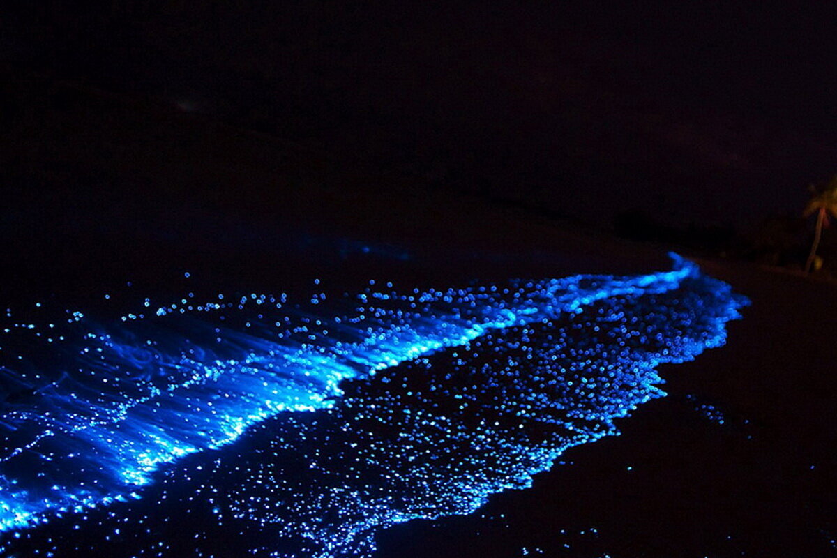 Фитопланктон б. Остров Ваадху Мальдивы. Остров Ваадху, Мальдивы. Планктон. Пляж Ваадху Мальдивы. Остров Ваадху Мальдивы светящийся пляж.