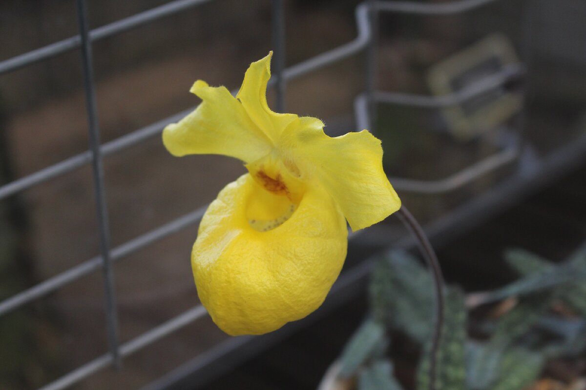 Галина Жукова