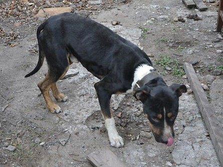 Недокормленная собака - видны все рёбра и хребет, маклоки. Такая собака даже через боль будет подбирать любую пищу