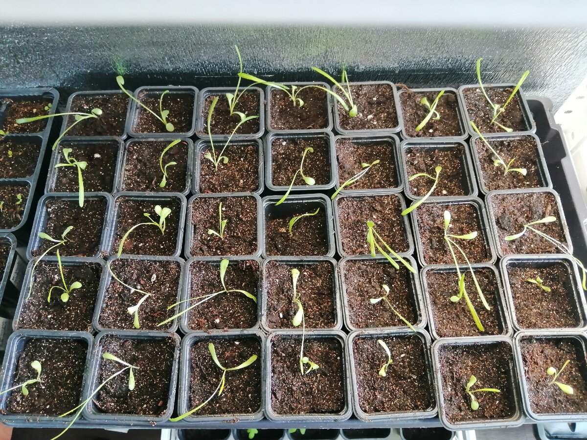 Рассада гацании