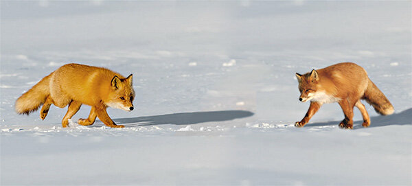 Скоро их путь пересечется