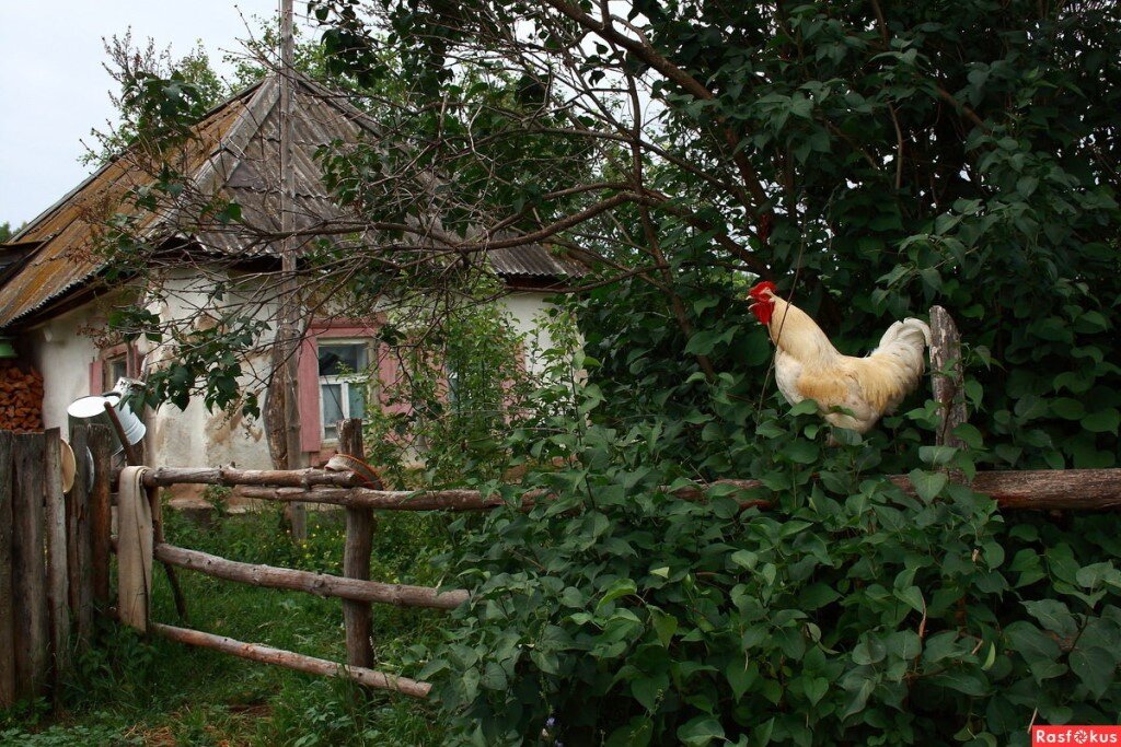 яндекс картинки.