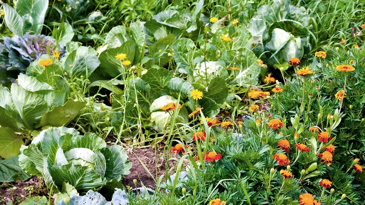 Бархатцы на грядке с овощами. Грядка перец бархатцы. Капуста с бархатцами на грядке. Можно ли сажать капусту с клубникой. Можно ли сажать капусту с клубникой.