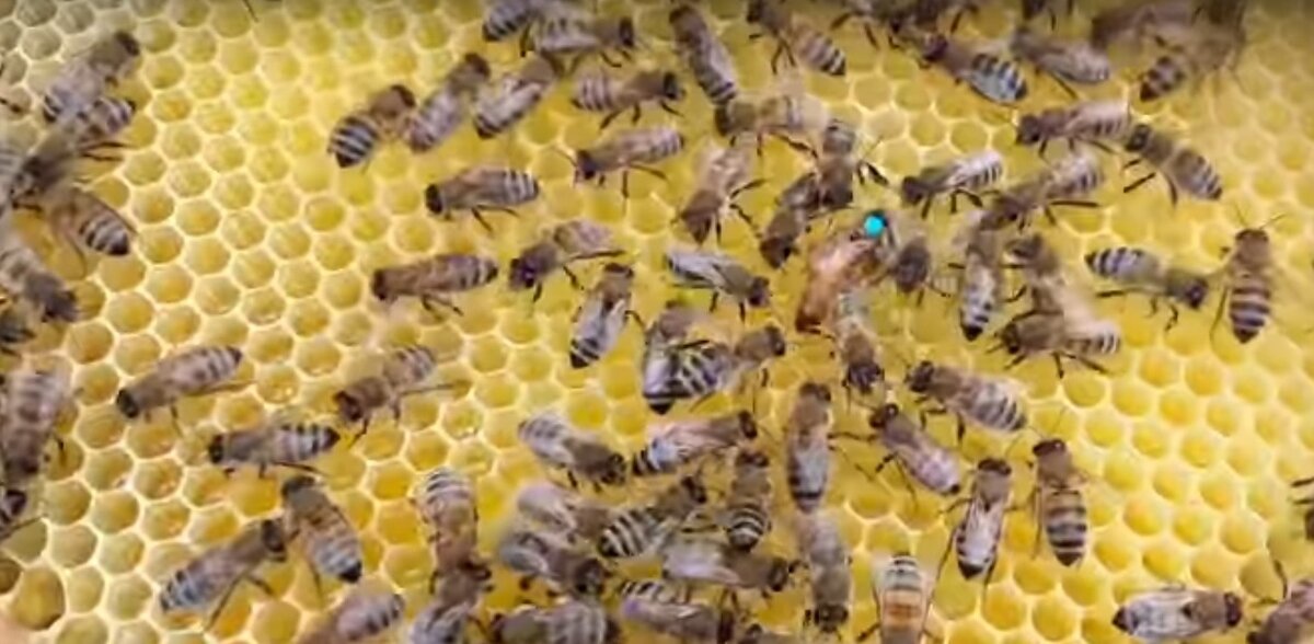 Пчеломатка - в центре фотографии, помечена бирюзовым маркером