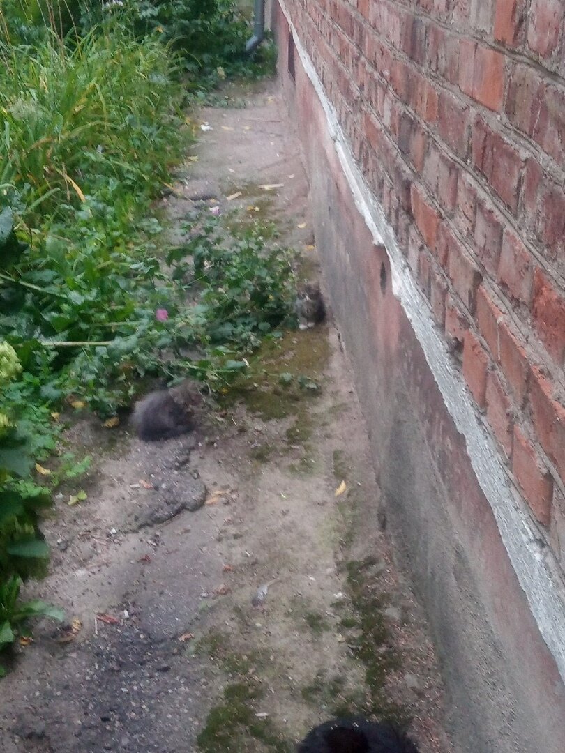 Котята спаслись от дождя под кустов у жилого дома