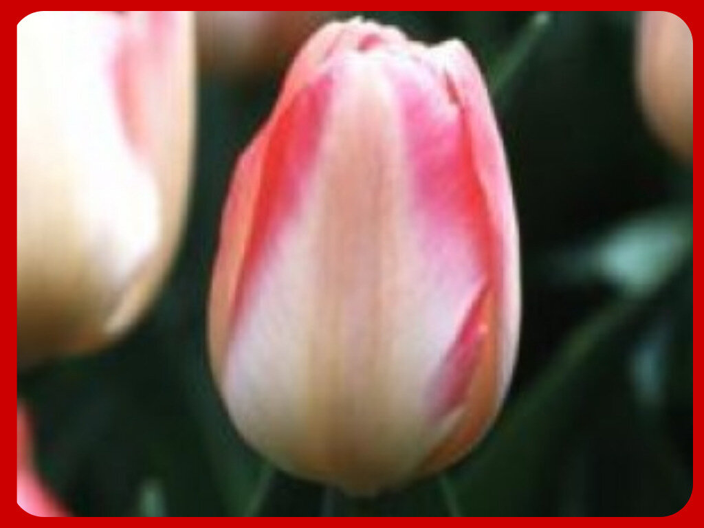 Тюльпаны Рококо особенности выращивание отзывы | Название сайта
