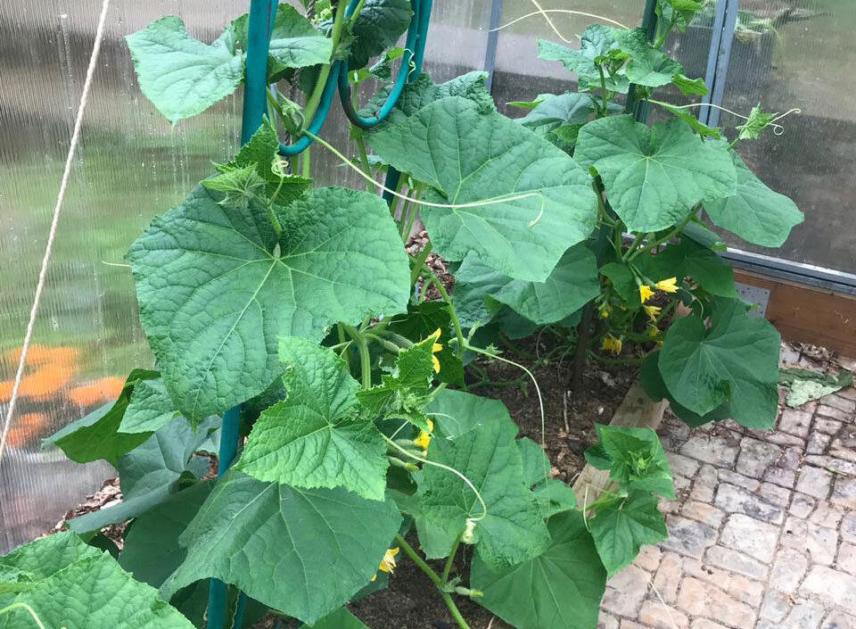 Фото автора. Огурцы в теплице. На болеют