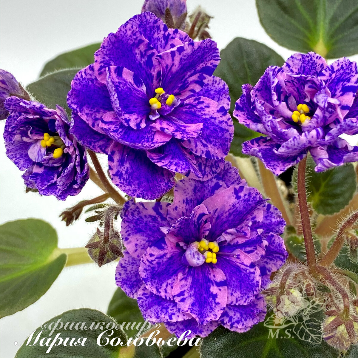 Cosmic Art (Sorano)  химерный спорт, закрепляю.